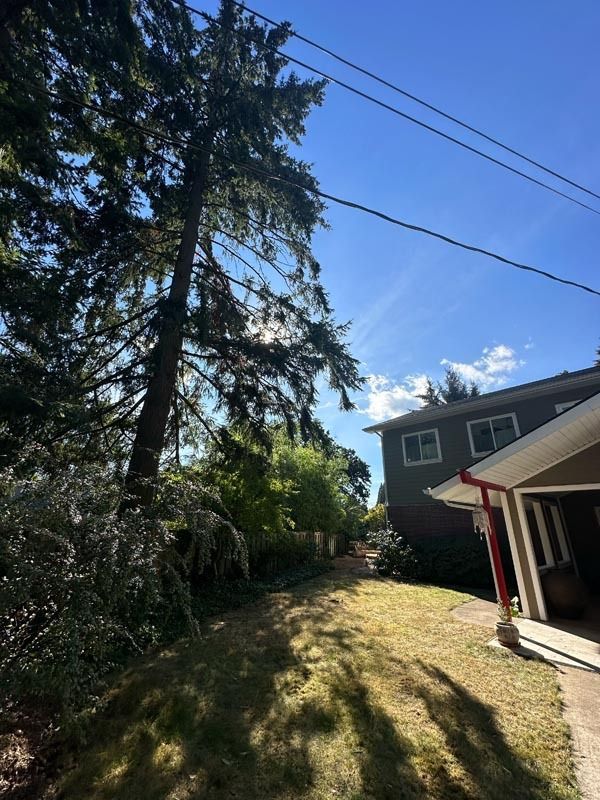 Tall tree next to a house with a grassy area. Blue sky with power lines visible.