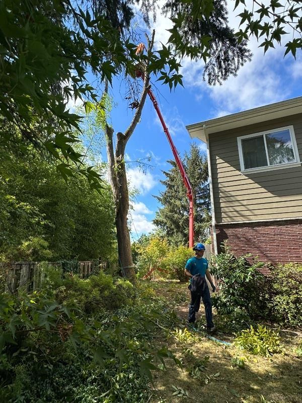 Tree service worker uses a boom lift to trim a tall tree next to a house.