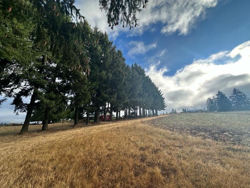 Row of tall evergreens lining a dirt road, sunny sky with clouds, dry grass in the foreground.