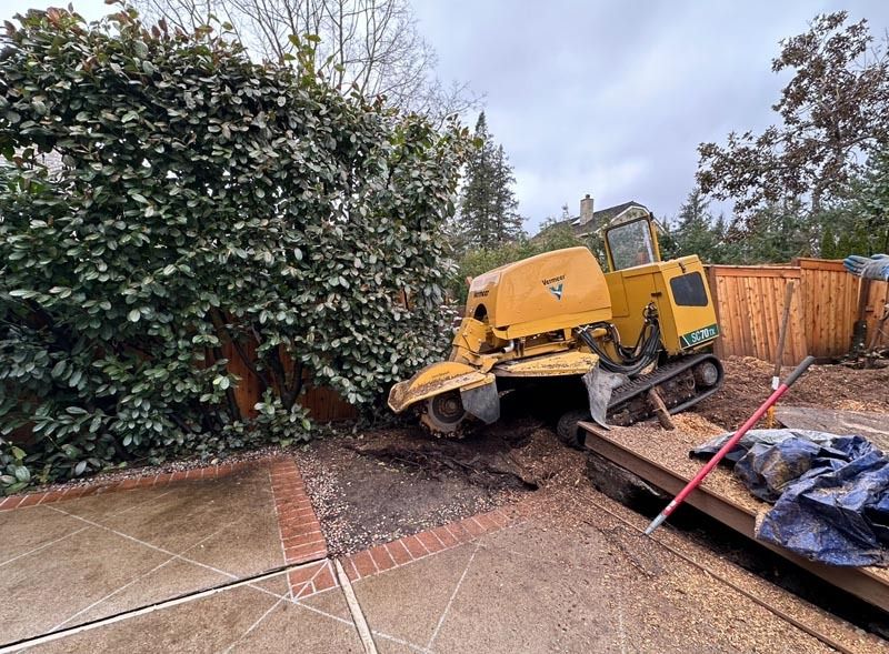 Yellow stump grinder removing hedge stump next to a wooden fence. Gray sky.