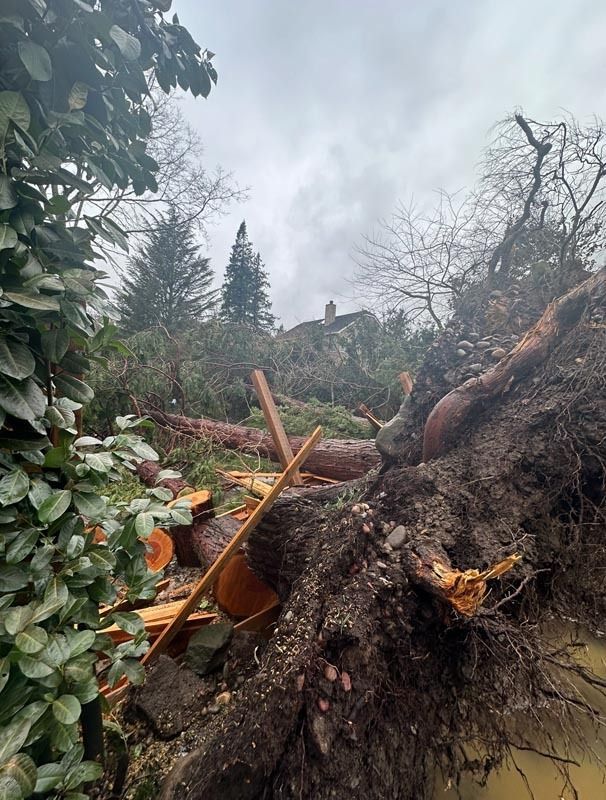 Fallen tree with exposed roots; cut logs and debris. Overcast day. In background, a building on a hill.