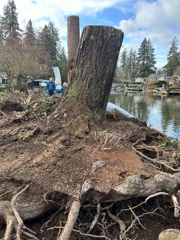 Tree stump with exposed roots next to a body of water; person visible in the background.