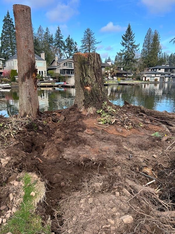 Tree stumps and upturned soil on a shoreline with houses and a lake in the background.