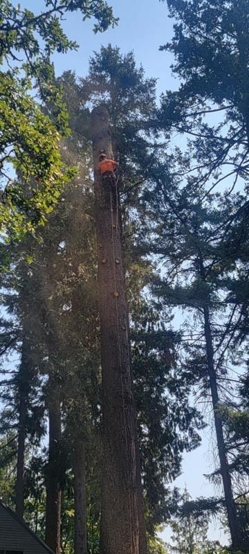 Arborist in an orange vest, cutting a tall tree in a sunny setting with other trees visible.