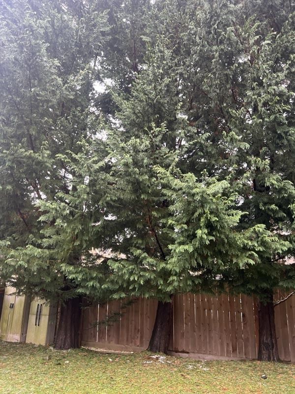 Tall redwood trees against a wooden fence, with green foliage and brown trunks.