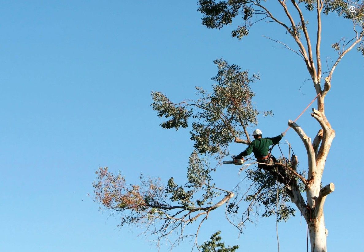 tree trimming
