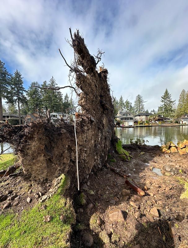 Uprooted tree lies on its side near a body of water and homes, revealing its exposed roots.