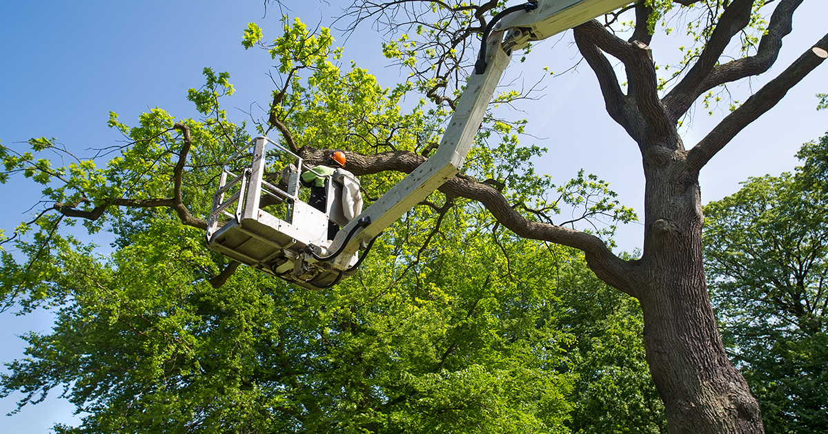 Tree cabling