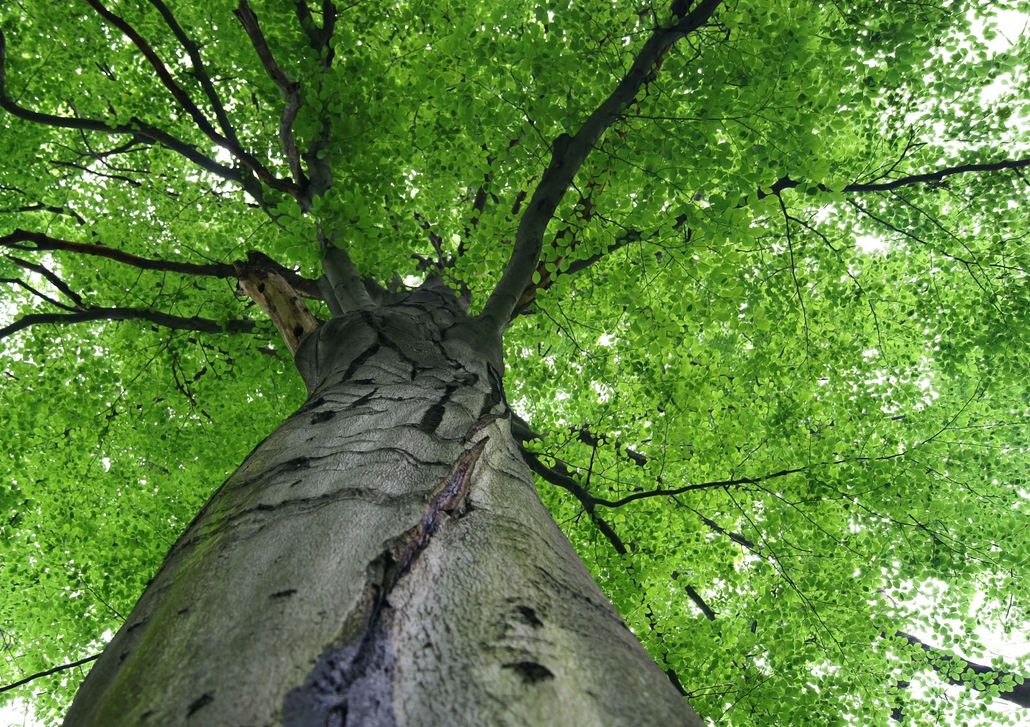 Looking up at a tall tree with green leaves and a textured gray trunk.