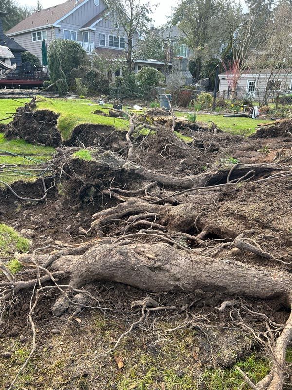 Uprooted tree with exposed roots on a grassy hillside, in front of houses.