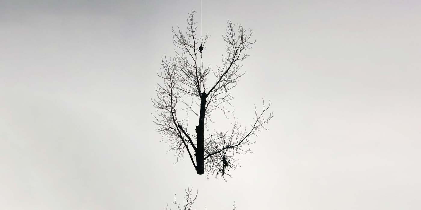 Silhouette of a tree suspended in the air against a gray background.