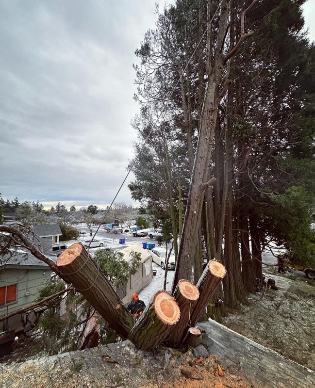 Tree being cut down, sections on a rooftop. Cloudy sky, suburban setting, workers visible.