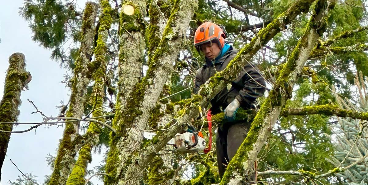 Arborist with orange helmet and chainsaw trims a tree covered in green moss. Cloudy sky in background.
