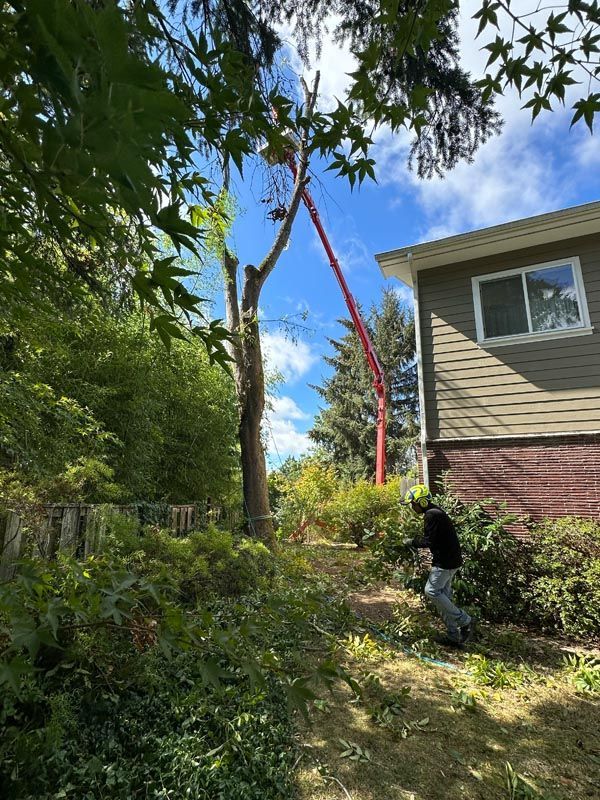 Tree being trimmed with a lift near a house on a sunny day. Worker on the ground.