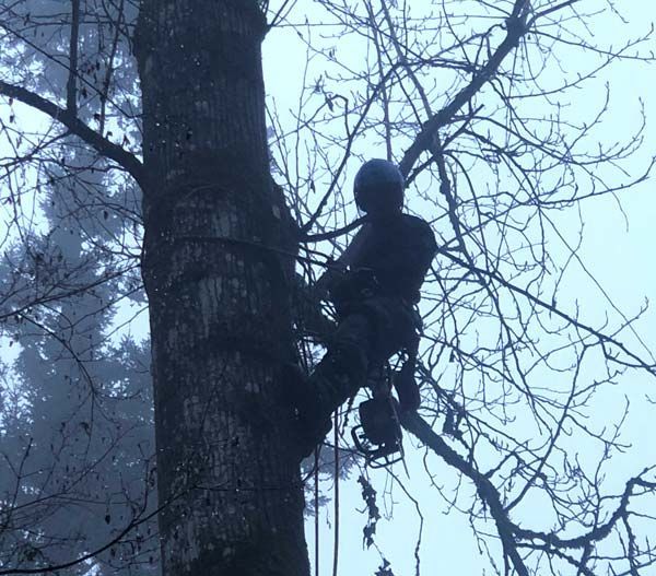 Person wearing a helmet, secured by ropes, climbing a tree. Overcast, foggy conditions.