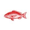 A red snapper fish shown in profile, facing left, isolated on a white background.