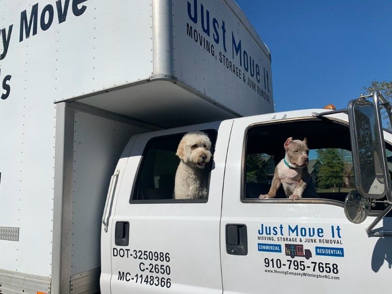 Two dogs are sitting in the back of a just move it truck