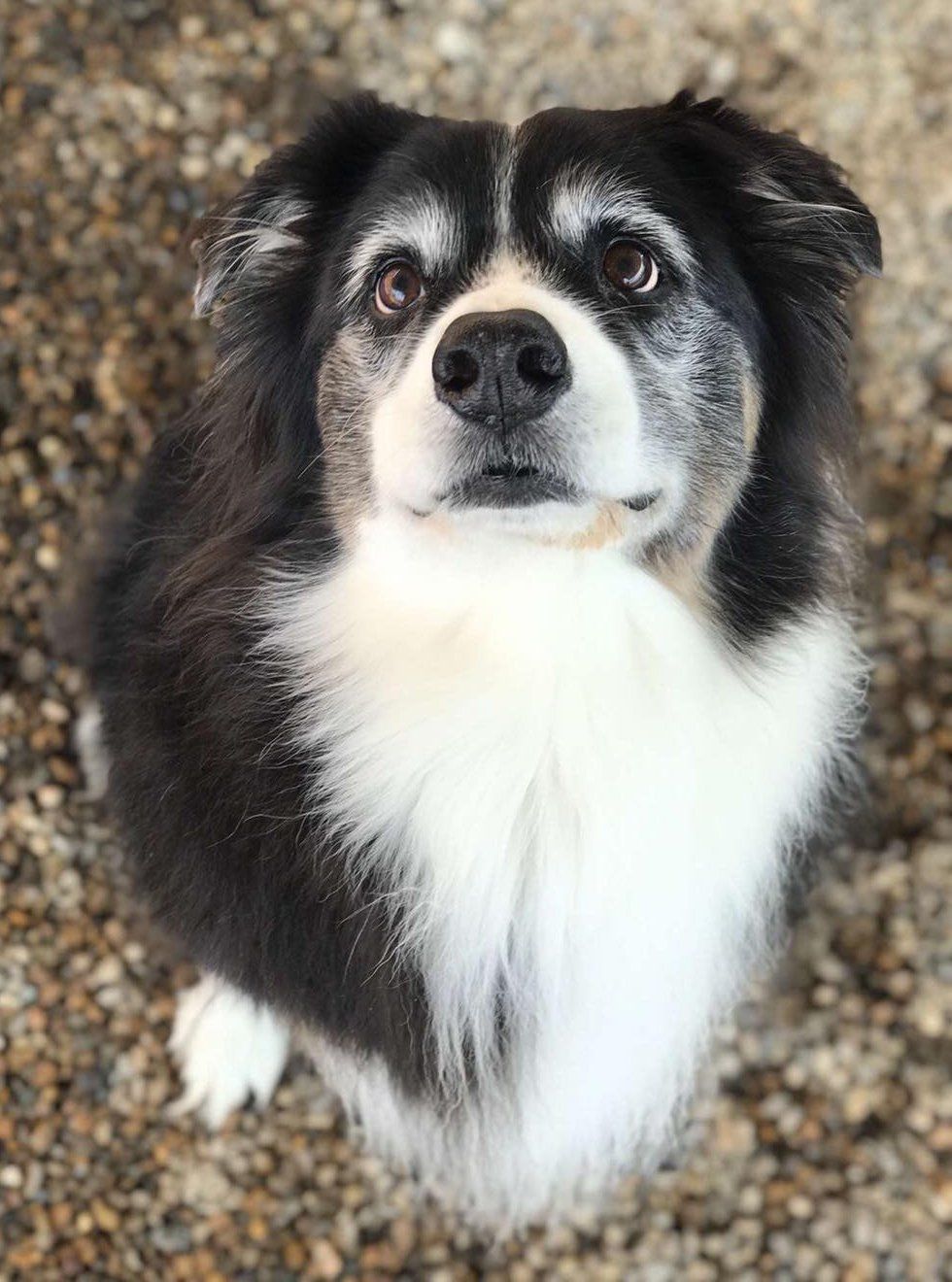 Happy Tails Boarding, Daycare & Grooming Pet Boarding Cape Girardeau