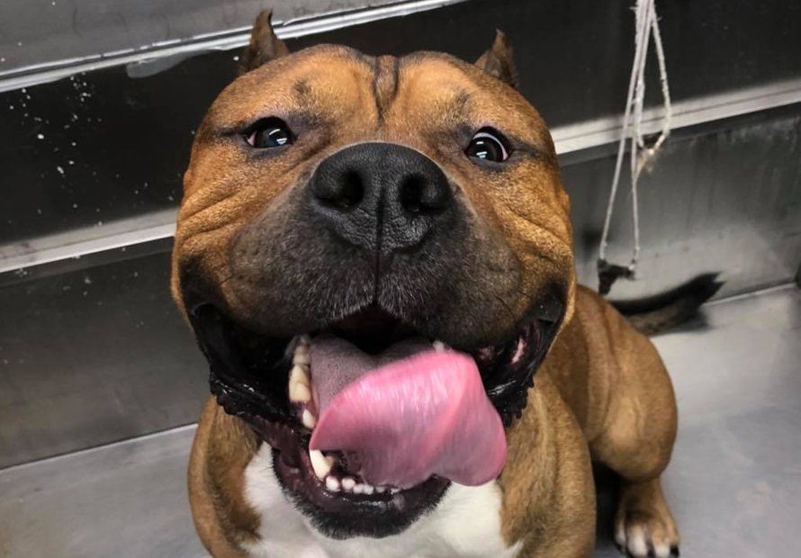 Happy Tails Boarding, Daycare & Grooming Pet Boarding Cape Girardeau