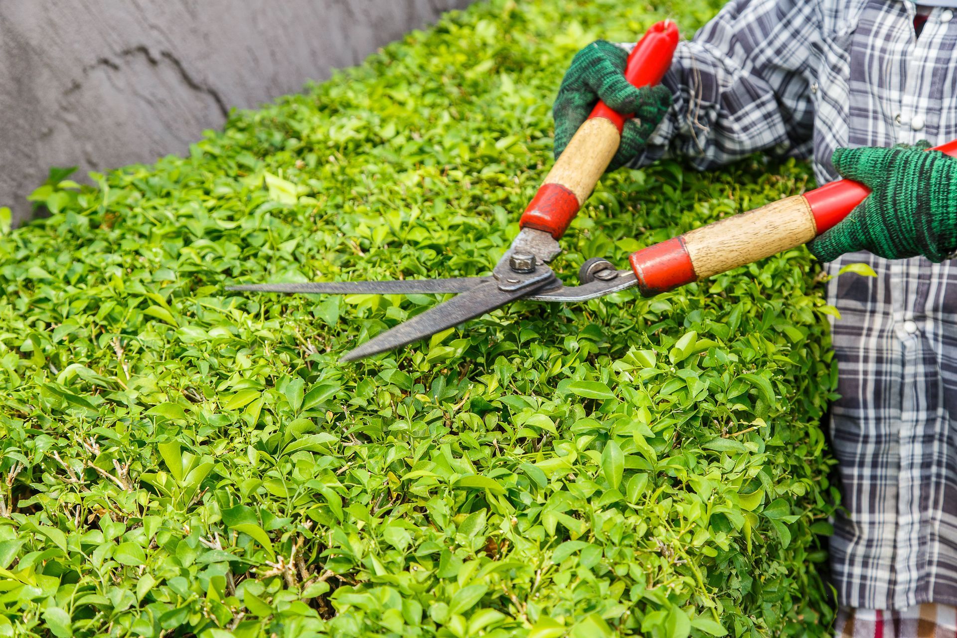 Person trimming a green hedge with hedge shears