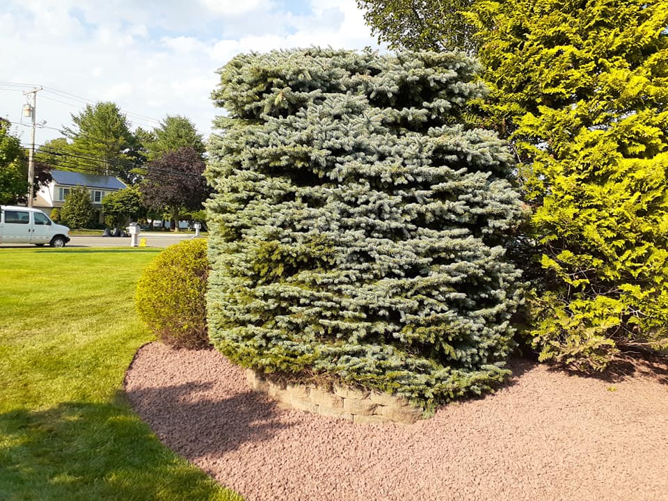 A white van is parked in front of a lush green yard with trees and bushes.