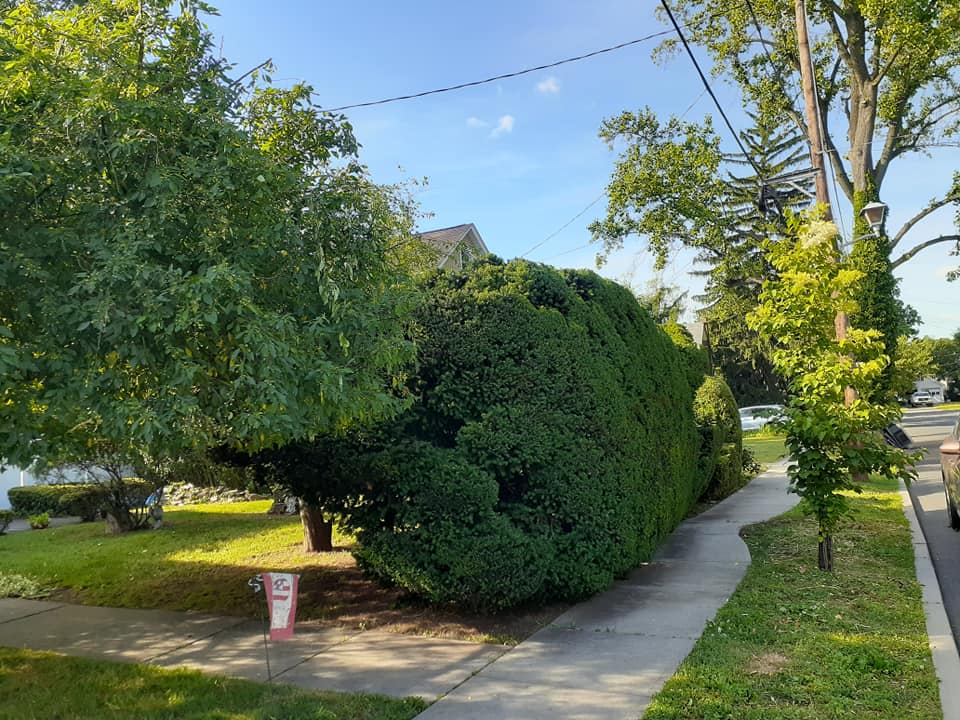 A brick walkway leading to a swimming pool surrounded by bushes and trees