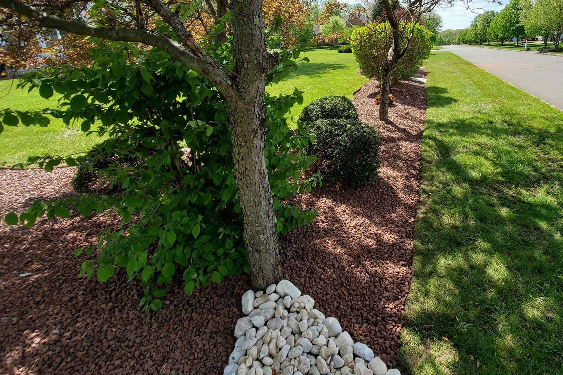 A tree is surrounded by rocks and mulch in a yard.