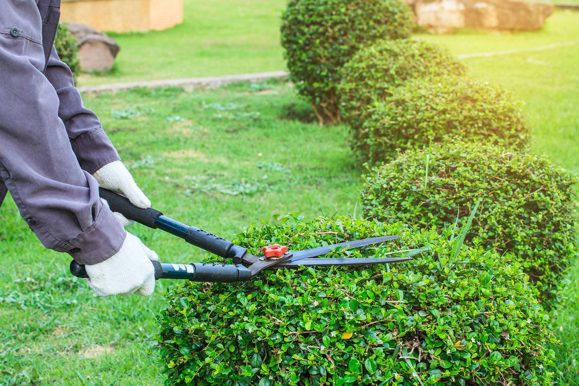 A person is trimming a bush with a pair of scissors.