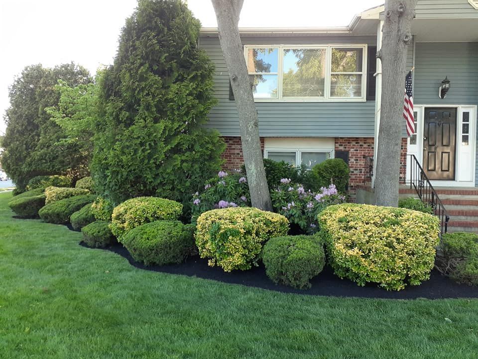 A house with a lot of bushes in front of it