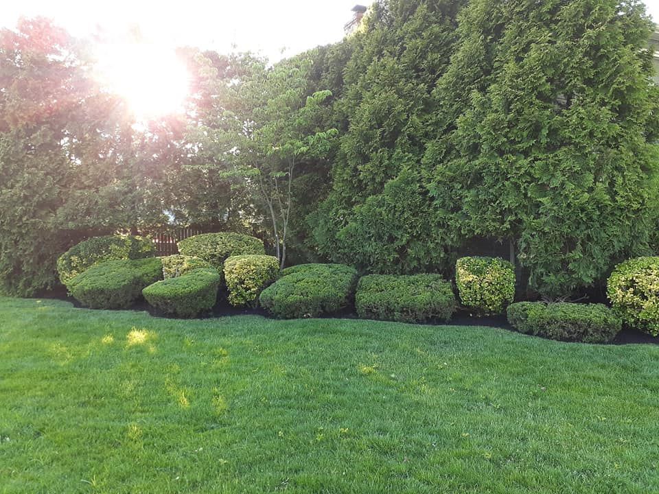 The sun is shining through the trees and bushes in the backyard.