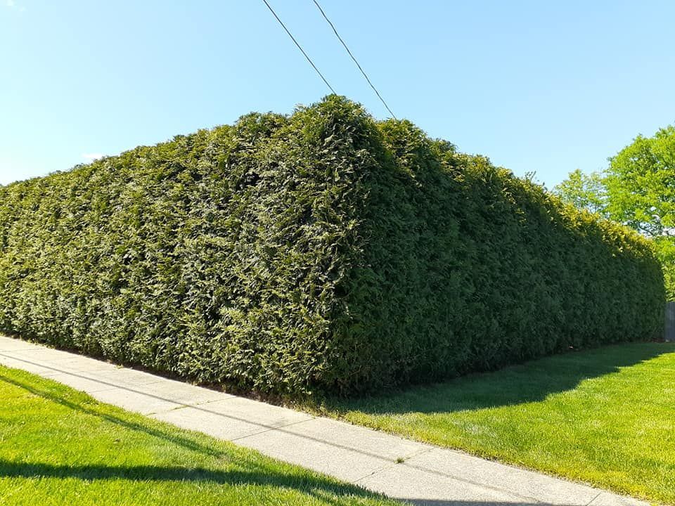 A large hedge is growing on the side of a road.