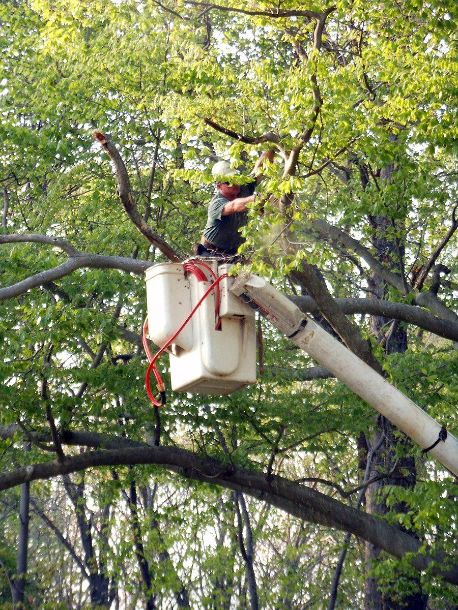 Tree Trimming
