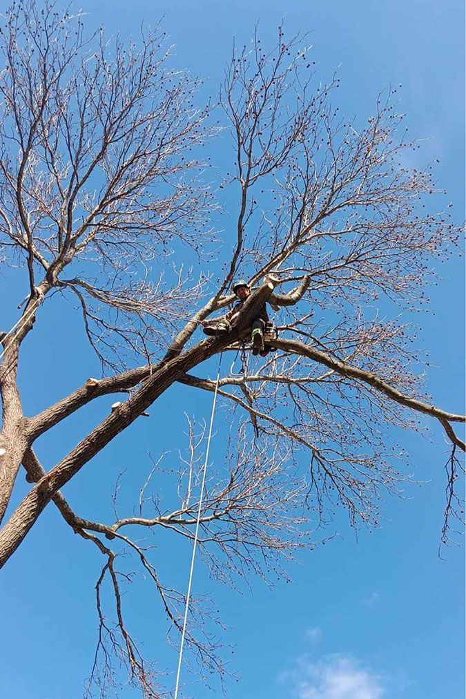 Arborist in a tree, trimming branches against a blue sky. A white rope hangs down.