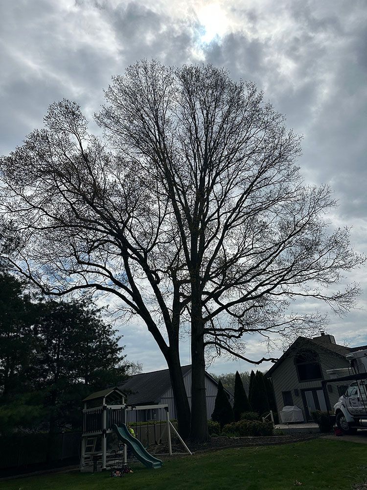 Large tree with bare branches against a cloudy sky, in a yard with a playset and house.