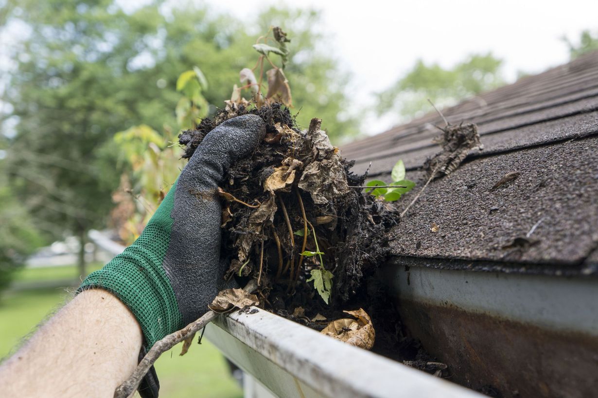 Upper Bay Arborist