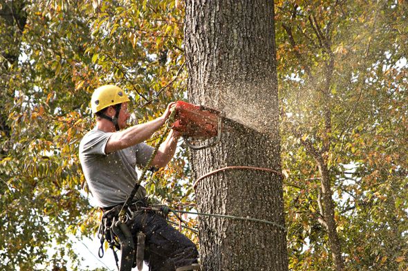 Upper Bay Arborist
