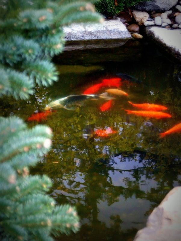 A pond filled with fish and a tree in the background.