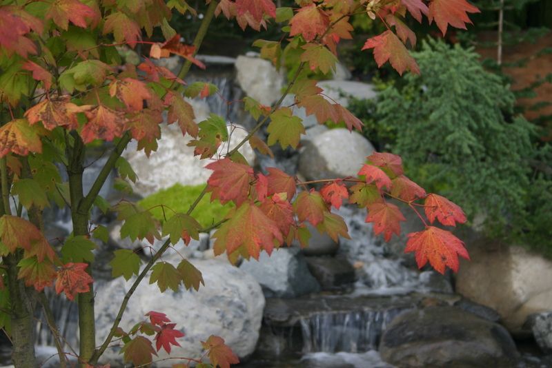 A tree with red leaves is in front of a waterfall.