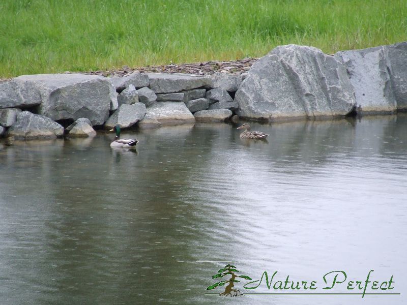 Ducks are swimming in a pond with the words nature perfect on the bottom