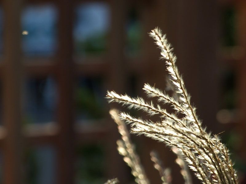 a close up of a plant