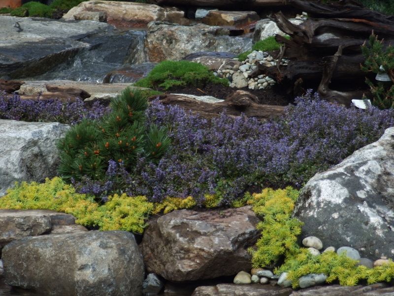 a rock garden with purple flowers and yellow plants