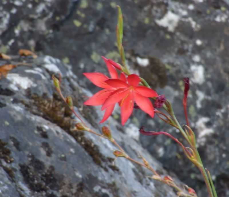 a small red flower is growing on a rock
