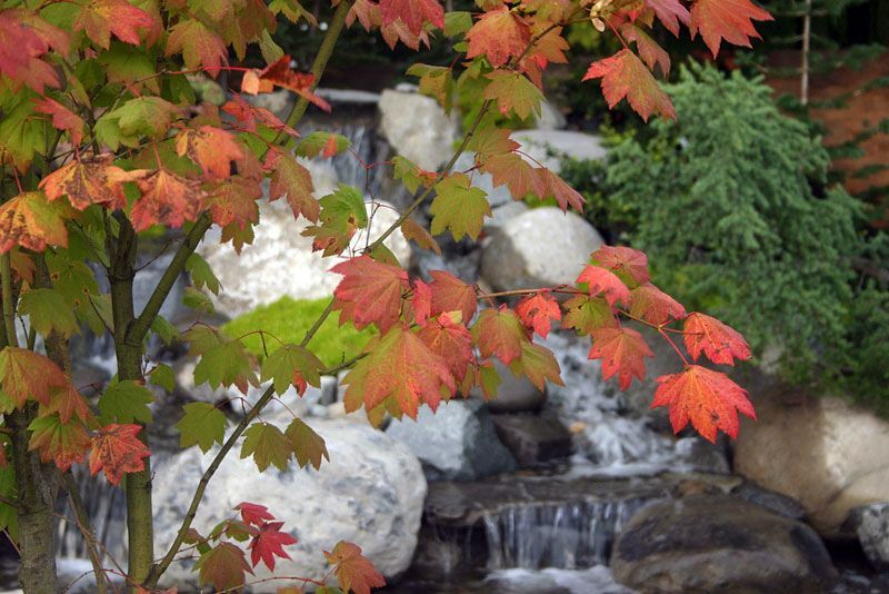 a tree with red leaves is in front of a waterfall