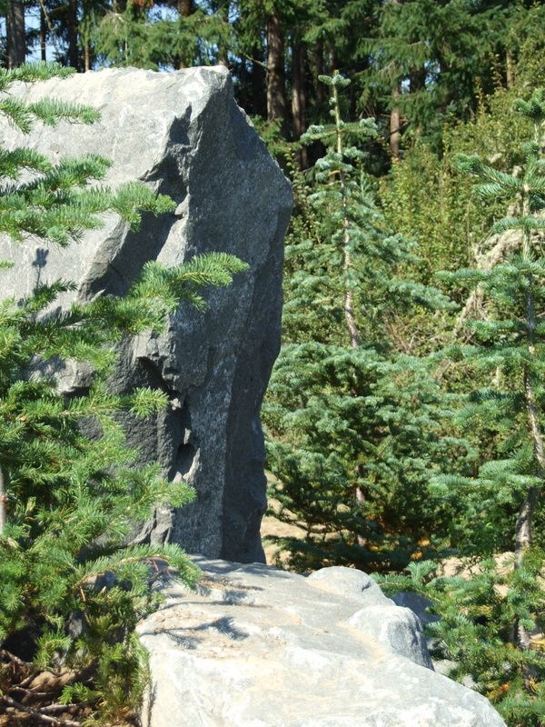 a large rock in the middle of a forest