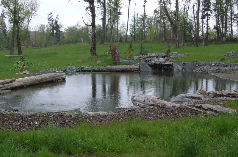 a small pond in the middle of a grassy field with trees