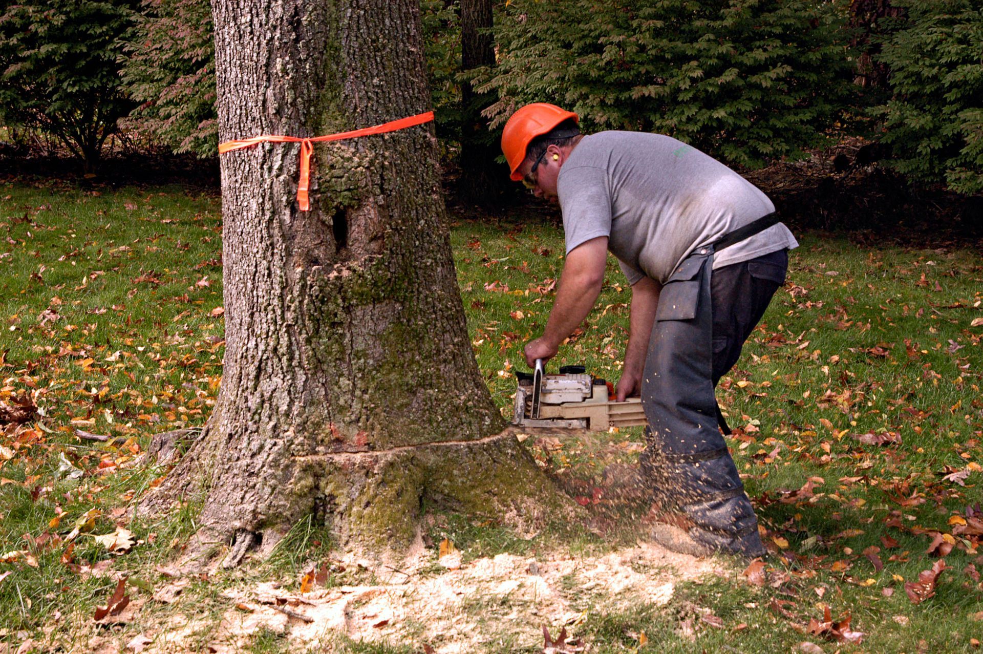 storm damage tree removal