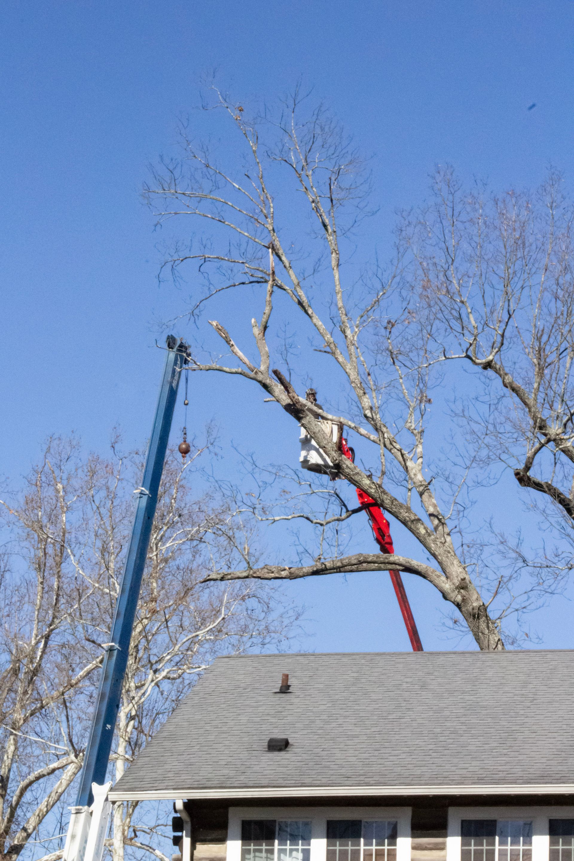 Tree trimming in progress with a cherry picker, next to a house under a clear sky.