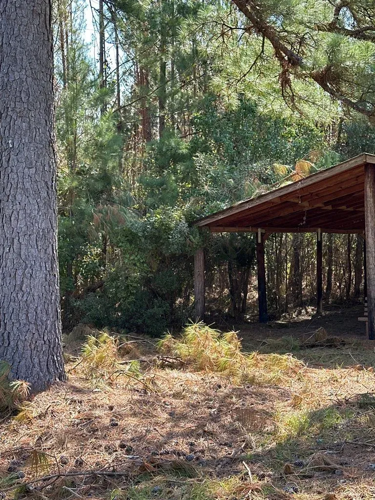 A wooden shelter with a brown roof in a forest. Sunlight illuminates the scene.