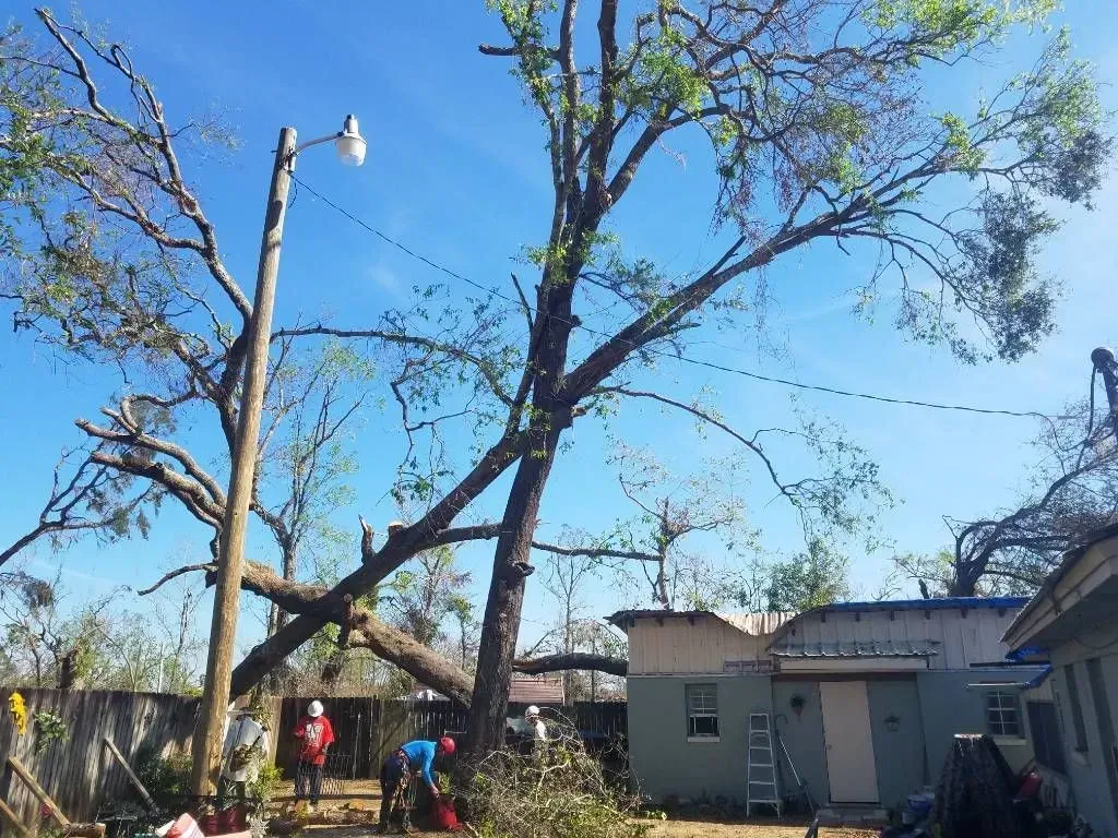 Tree and power lines damaged, fallen branches, workers, and a house.