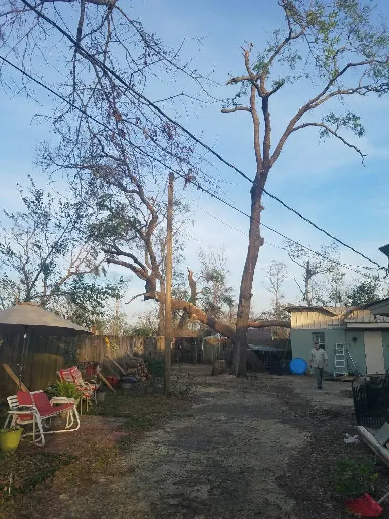 Backyard with large trees, power lines, and a small house; person standing near building.